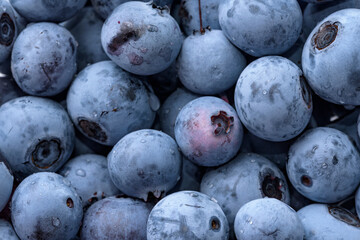 A lot of harvested blueberry fruits