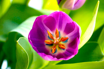 Top view of the flowering tulip in the garden.