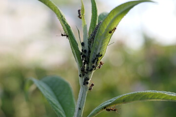Ants crawling up and down the stem and leaves of a buddleja bush