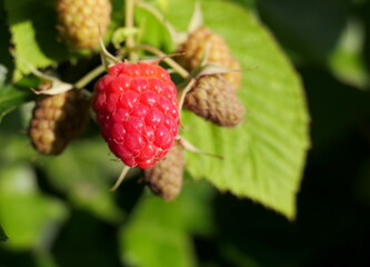 Close-up of a ripe raspberry growing on the bush, with more unripe berries and leaves in the background.