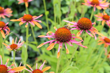 Brightly-colored Echinacea "Orange Passion" flowers and a honey bee gathering pollen and nectar