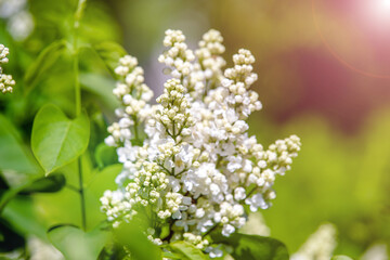 Inflorescence of a white lilac against a blue sky
