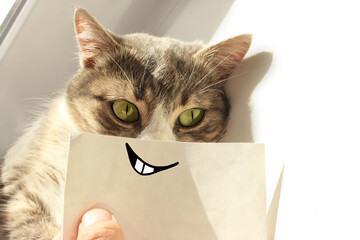 A funny playful gray cat with a smile and teeth on a white paper lies on a windowsill in the rays of the sun