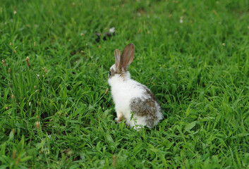 rabbit on the grass