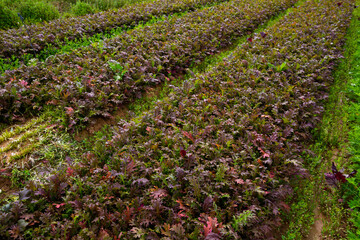 Fototapeta na wymiar Rows of harvest of red mizuna on the farm field