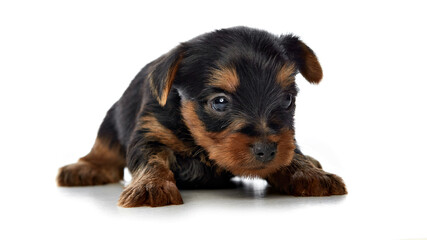 yorkshire terrier puppy on a white background