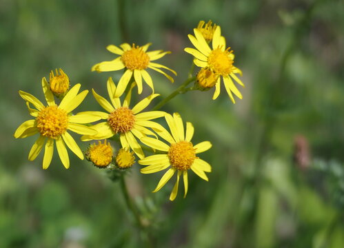 The bright yellow flowers of common ragwort. Ragwort (Jacobaea vulgaris) is the main source of food for the larvae of the Cinnabar moth (Tyria jacobaeae), but the plant is poisonous for horses.