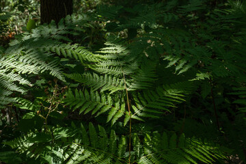 felci nel bosco