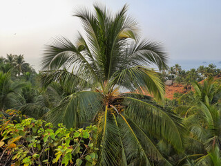 coconut palm tree on blue sky, tropical tree. palm tree in beach. 