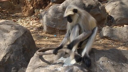 Langur monkeys at Girnar Hill, Gujarat state