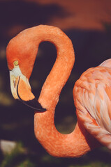 Pink Flamingos against Green Background