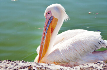 White Pelican Bird in Lake