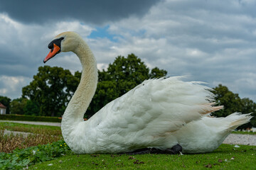 Schwan am Schloss Nymphenburg
