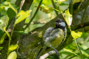 Great tit perched in tree
