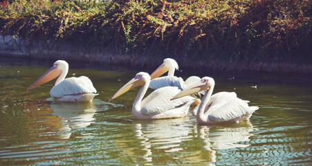 White Pelican Birds in Lake