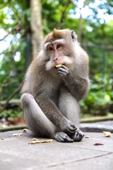 Monkey in Bali forest