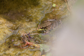 frog on aquatic scum