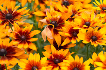 yellow and orange flowers