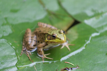 close up of a frog on a lily pad