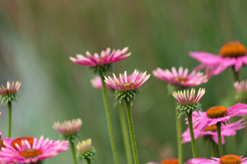 Obraz premium echinacea or coneflowers in bloom