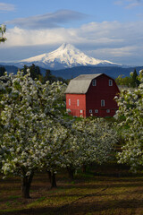 red barn with blooming
