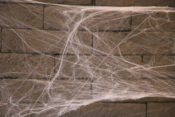 Happy Halloween Web on the wall