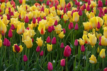 Foto op Canvas tulip flower © porbital