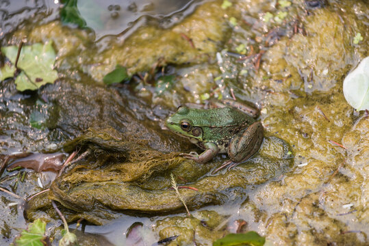 frog resting on pond vegetation or sludge