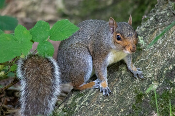 Naklejka na ściany i meble Squirrel perched on a tree