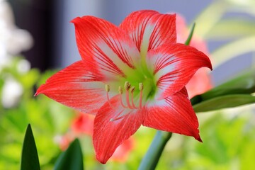 Red and White Hippeastrum flower close-up
