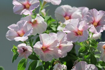 Fototapeta na wymiar pale pink petunia flowers on a flower bed