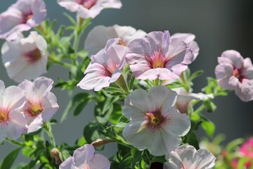 Fototapeta na wymiar pale pink petunia flowers on a flower bed