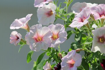 pale pink petunia flowers on a flower bed