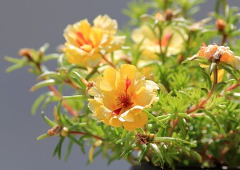 Multicolored flowers of Portulaca close-up