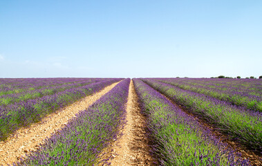 Naklejka na ściany i meble Lavender fields in bloom
