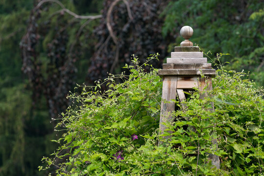 lantern with clematis vine in the garden