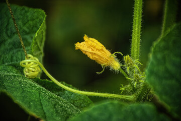 Cucumber Plant, Tendrils and Blossoms.  Green plant with yellow-flowering blossom.  Garden in Windsor in Broome County in Upstate NY.  Tendrils coil around support string to help it climb towards sun.