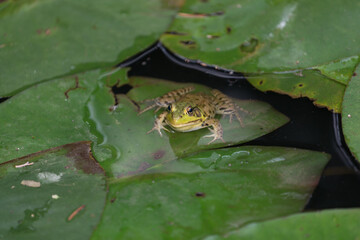 frog on the leaf