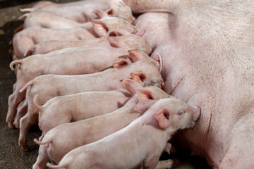 A newborn piglet is sucking milk from a mother pig.