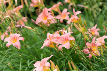 pink lilies in peak season