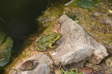 frog on a stone by water