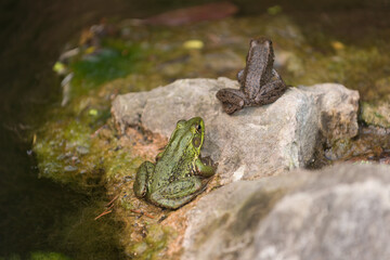 two frogs (green and brown) resting on a stone