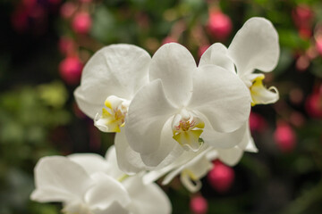 Fototapeta premium white orchid