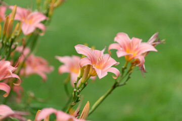 Obraz na płótnie Canvas pink day lilies in the garden