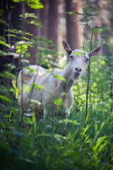 deer in the woods, коза, любопытная коза