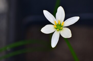 white spring flower lily