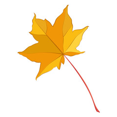 Botanical maple autumn leaves isolated on white background. Simple cartoon flat style vector illustration.