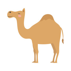Cute cartoon one humped camel, flat style illustration.