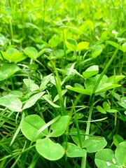 close up of fresh leaves