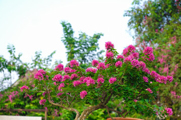 Fototapeta na wymiar Beautiful baugainvillea pink flower plant for background and wallpaper